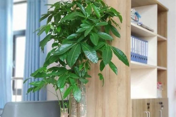 发财树放几粒复合肥