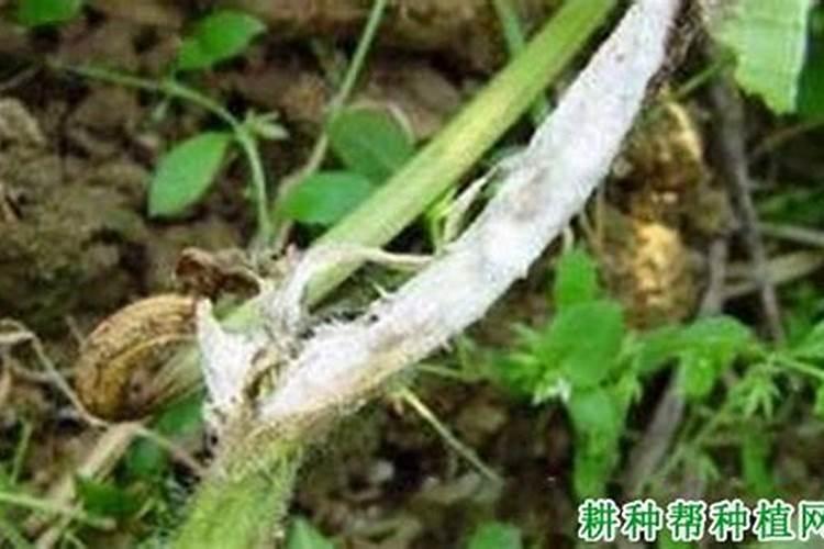 蝴蝶兰根上长白毛用多菌灵浸泡行吗？