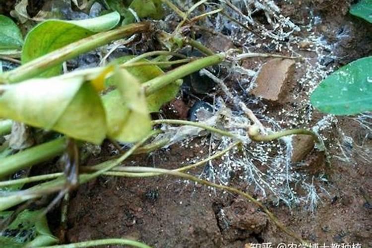 双线竹芋的养殖方法和注意事项