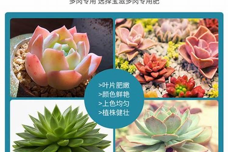 多肉多久施肥一次施什么肥