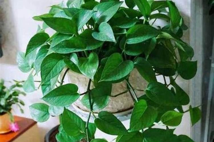 绿萝怎样浇水施肥？？