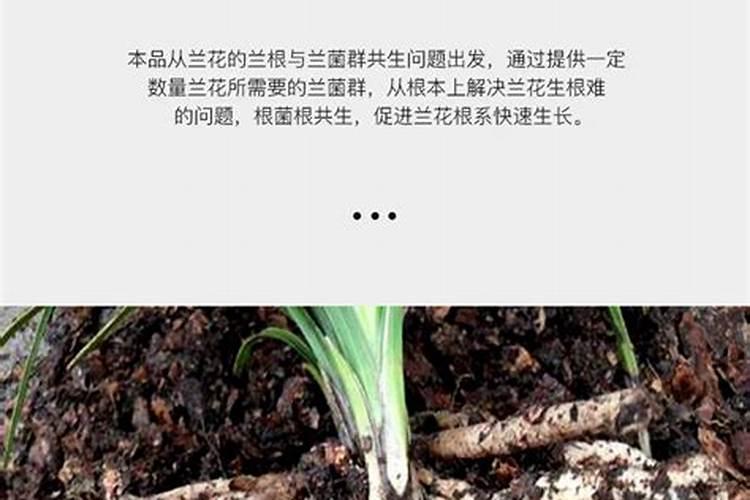 黄瓜种子怎么催芽最好