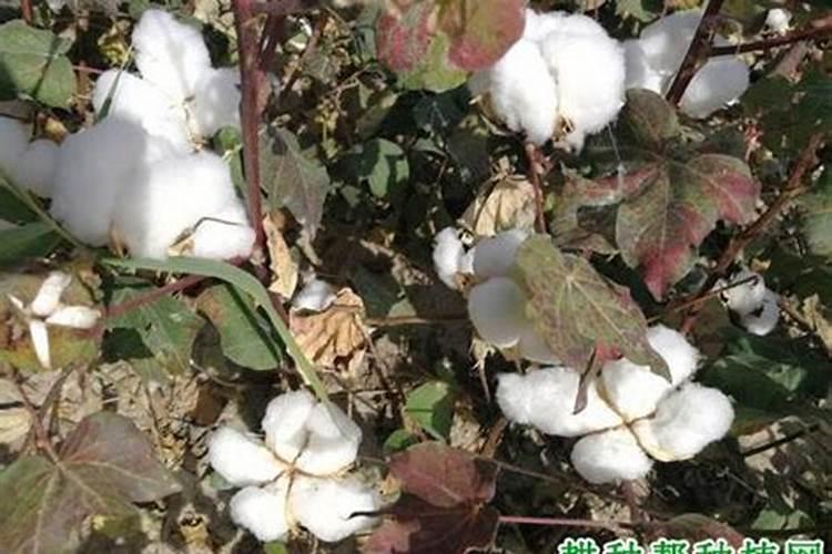 棉花叶片枯黄应使用什么肥