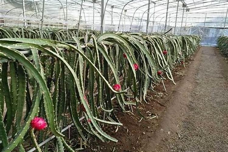火龙果结果了要施肥吗 火龙果养殖技巧