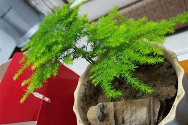 草莓大棚怎么样防止滴水(大棚草莓浇水的正确方法)