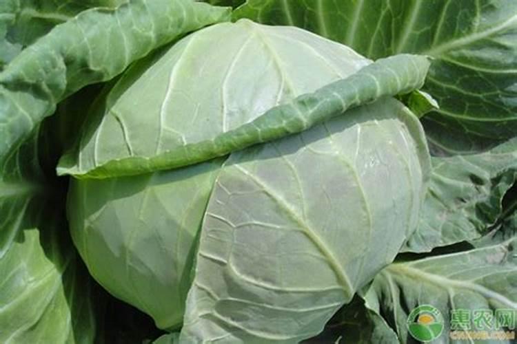 圆包菜包心的时候用什么肥冲施