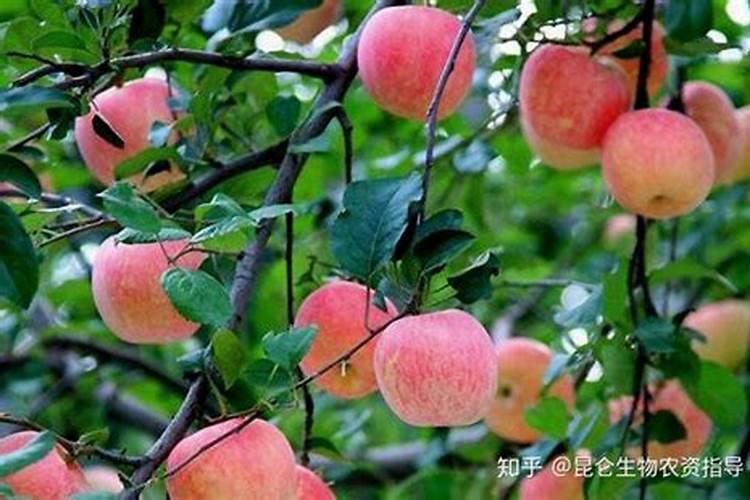 苹果树什么时候打上色药