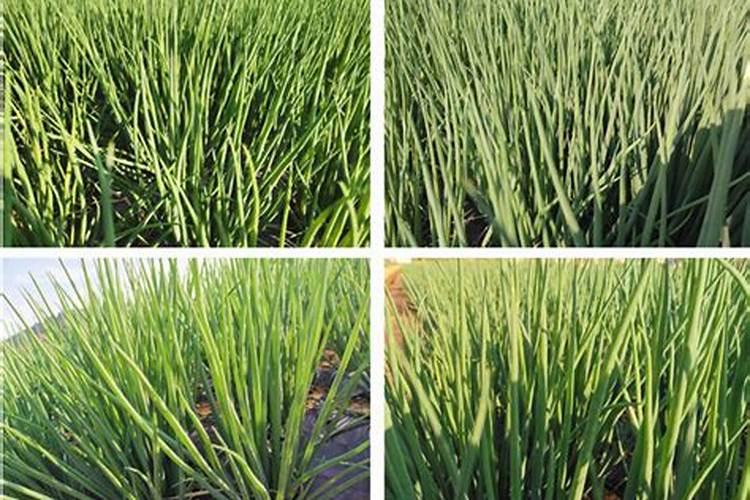 大葱专用肥料哪种的好？大葱抗病增产喷施昆仑风叶面肥!