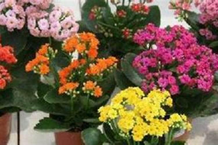 长寿花能用复合肥吗