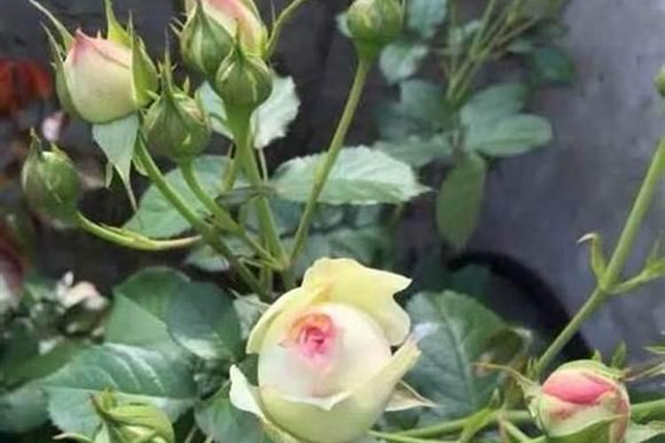 月季花多久施肥一次月季花施肥时间