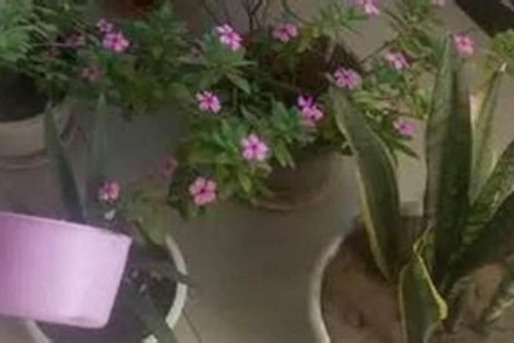 怎样牛奶豆浆施喷叶面肥