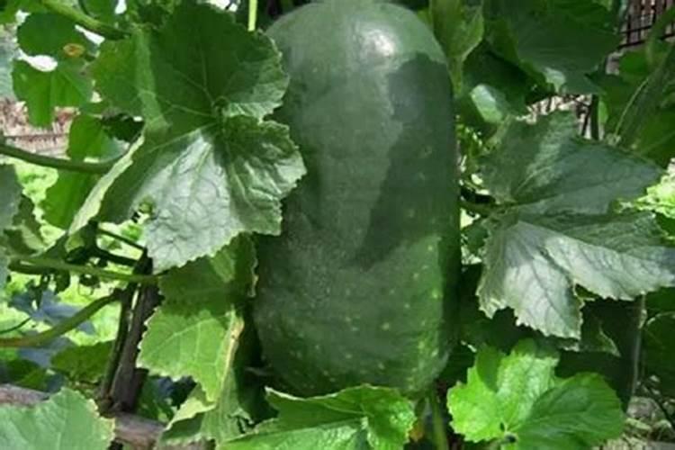 叶面肥能代替追肥吗