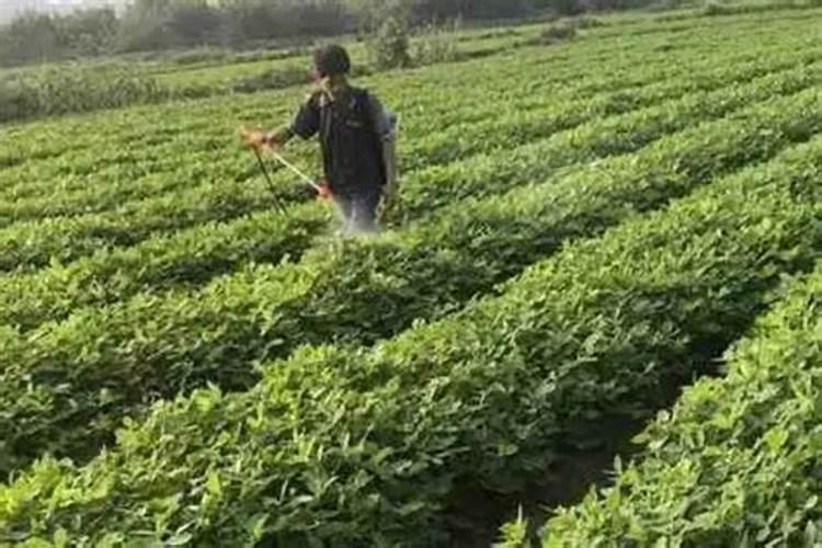 月季花什么时候施肥 月季花哪时候施肥比较好