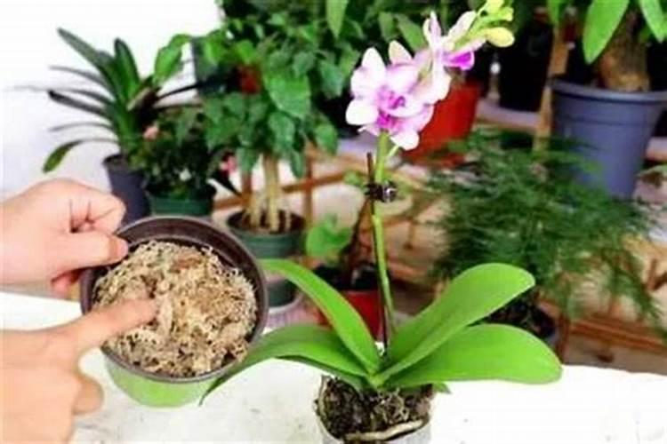 养蝴蝶兰要怎么施肥？两种肥料交替使用