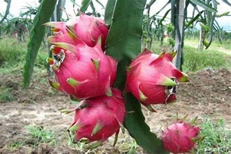 火龙果一般用什么肥料？还要注意这四点!