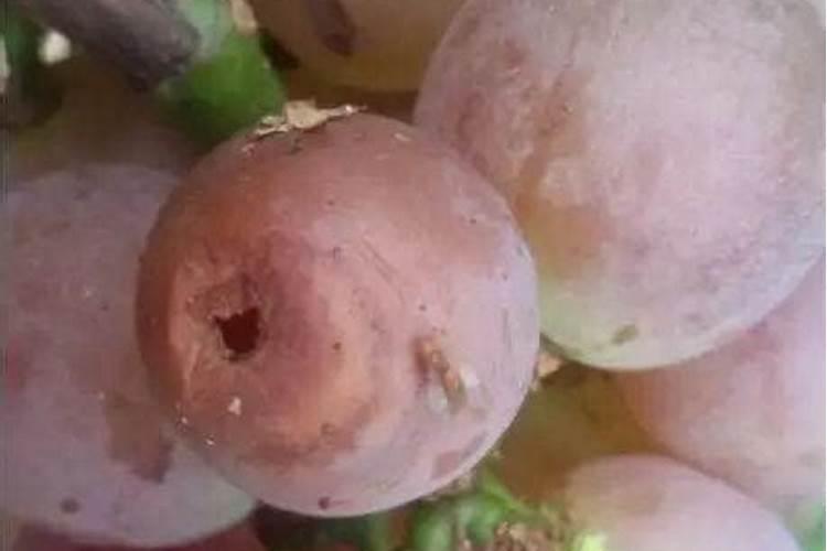 巨峰葡萄果粒无光泽是什么原因？