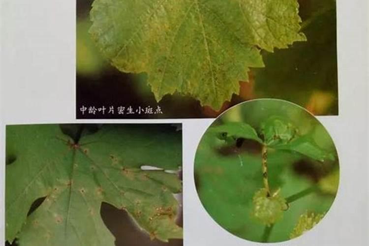 为什么葡萄会出现黑坏的状况呢？