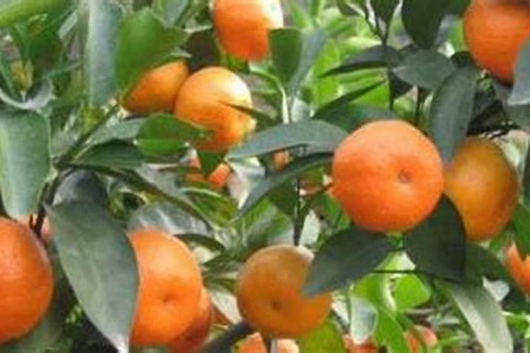 沙糖桔用什么肥料最好