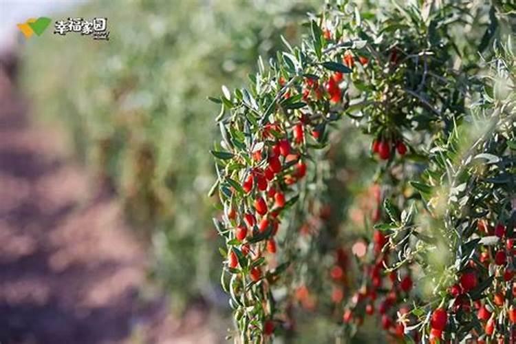种枸杞的正确方法