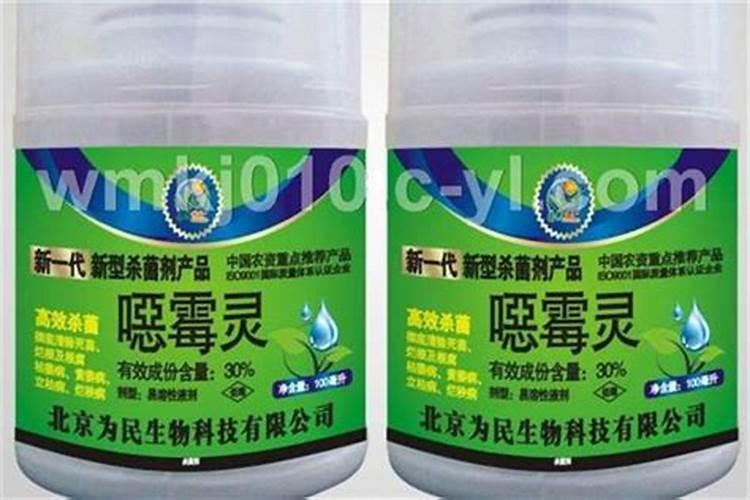 蒜苗叶子发黄是什么原因