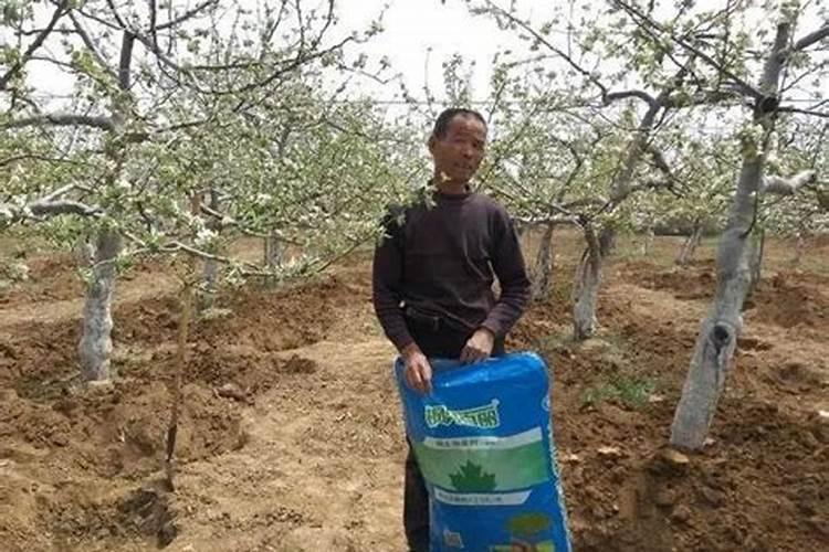 果树结果期用哪种水溶肥效果好？果树膨大期施肥怎么施？