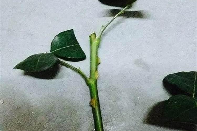 月季什么时候施肥