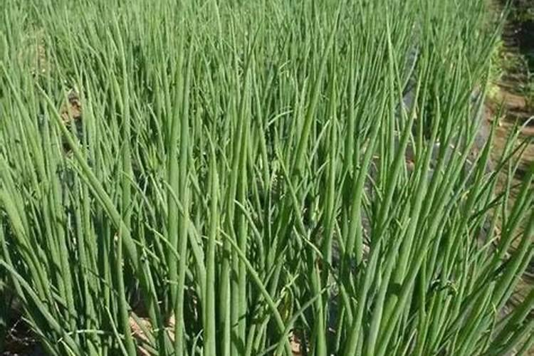 香葱种子的种植方法和时间