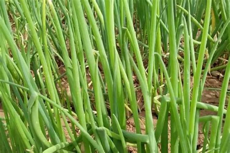 香葱籽怎么种 怎么种香葱籽