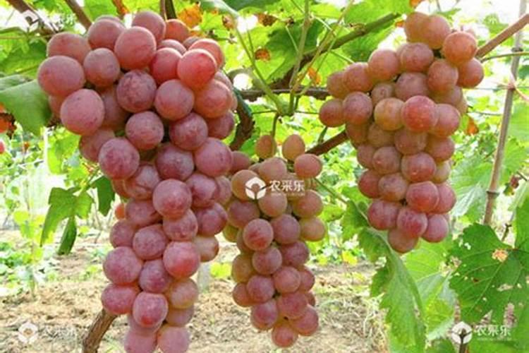 云南有哪些化肥厂有出口的资质公司