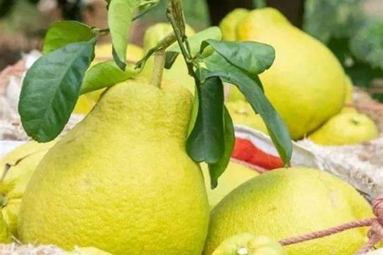 氮肥磷肥钾肥的作用记忆口诀