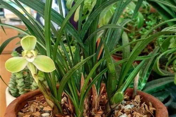 西红柿胺鲜脂冲施多了是什么颜色