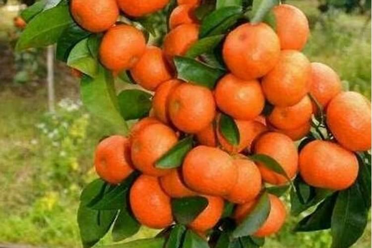 陶然农业沙糖桔柑橘培育能否施用氯化钾？