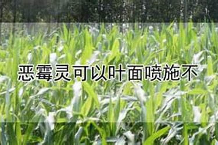 盆栽桂花可以施叶面肥吗