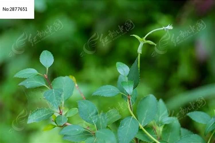 盆栽桂花可以施叶面肥吗