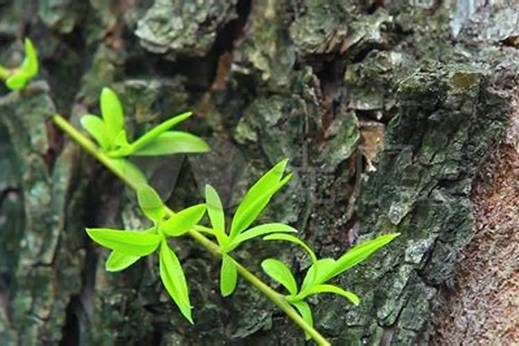 发财树修剪后长出很多新芽可以喷洒营养液吗？