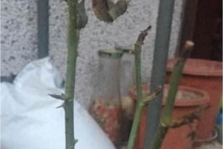 哪个牌子的叶面肥效果最好。