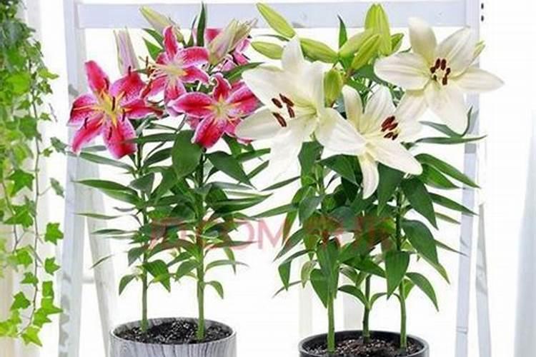 种大蒜要盖土吗