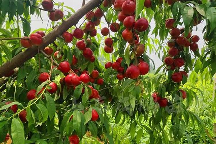 叶子变黄是缺什么元素