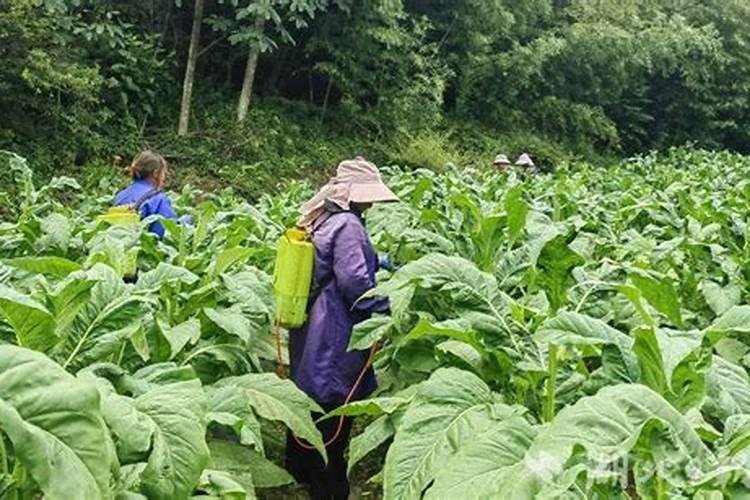 烟叶肥料太足不退黄有什么办法