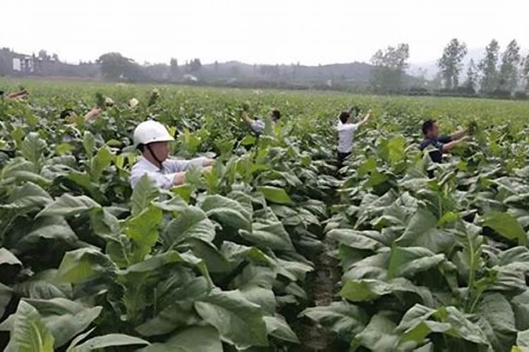 一亩烤烟用多少钾肥 什么时候施钾肥好