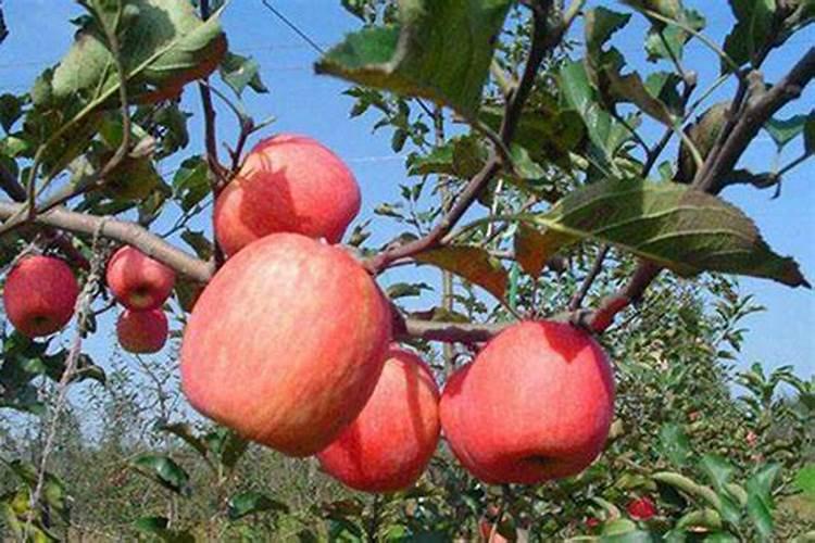 苹果树怎样施肥:夏季苹果树施肥方法