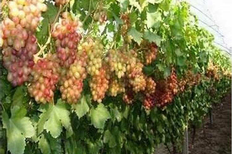 鲁西化肥价格一览表