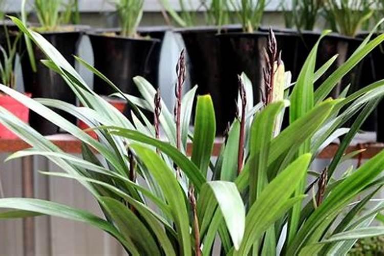 墨兰花冬季抽花剑的注意事项(墨兰花剑枯萎了怎么办)