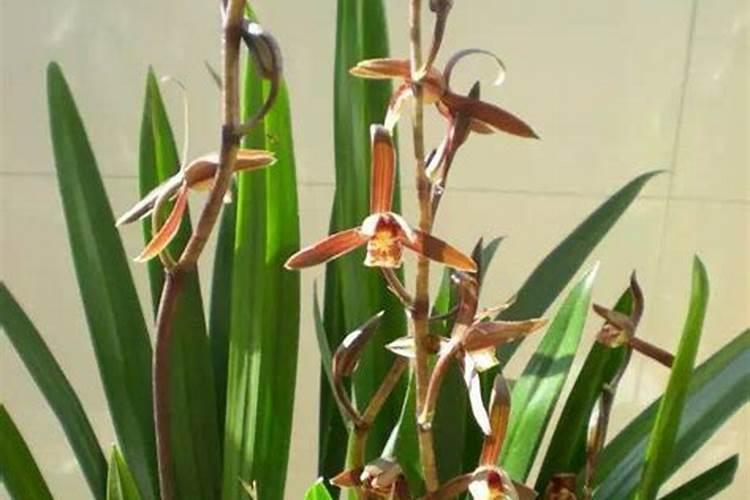 墨兰花冬季抽花剑的注意事项(墨兰花剑枯萎了怎么办)