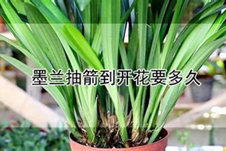 墨兰已经有了花剑之后该怎么养护,墨兰花剑有十公分高了怎么办养护百度...