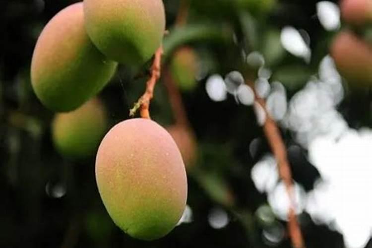 芒果用什么肥料能快速成长？施肥几次？