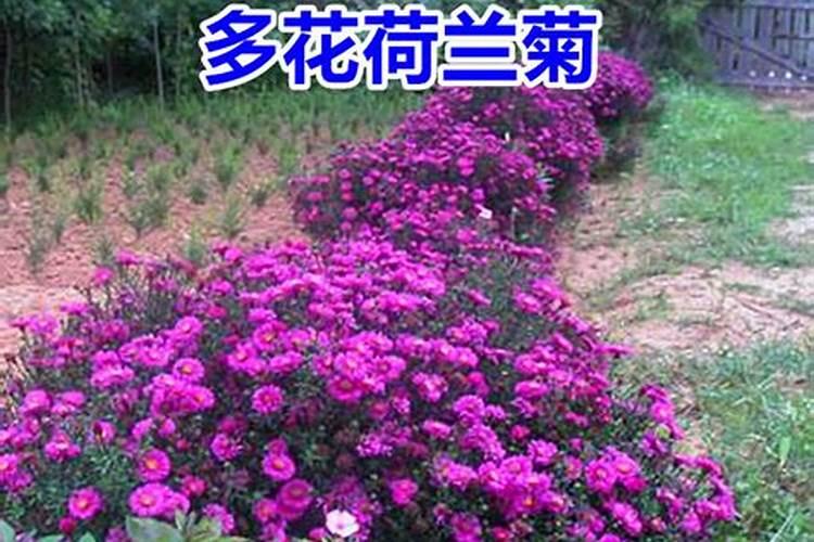 长寿花夏天可以施肥吗,长寿花施肥技巧