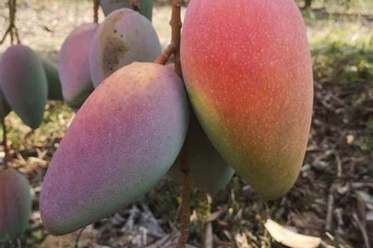 ...结果期种植管理如何做？芒果开花坐果期用什么肥料好