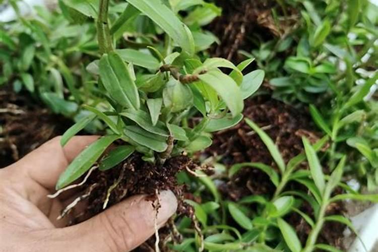 盆栽石斛兰花的叶面肥哪那种好 盆栽石斛兰花的叶面用什么肥料好