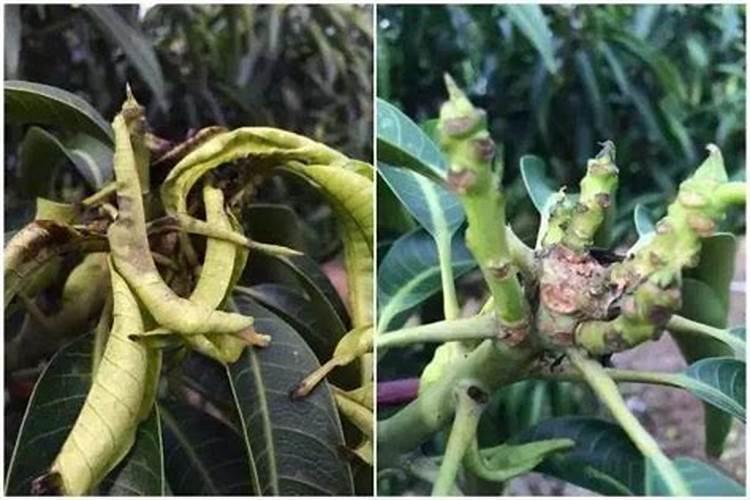 高产芒果需要掌握什么种植技巧 芒果施肥方法介绍